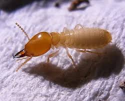 Coptotermes gestroi ('karya') termite