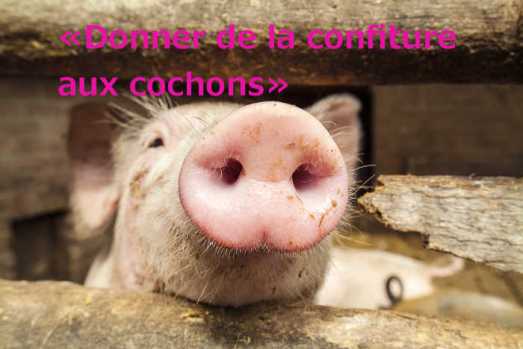 Donner de la confiture aux cochons" translates literally as "to give the jam to the pigs" i.e. casting pearls before swine (photo Shutterstock)