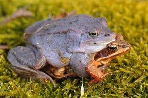 sexpressions.shutterstock.frog